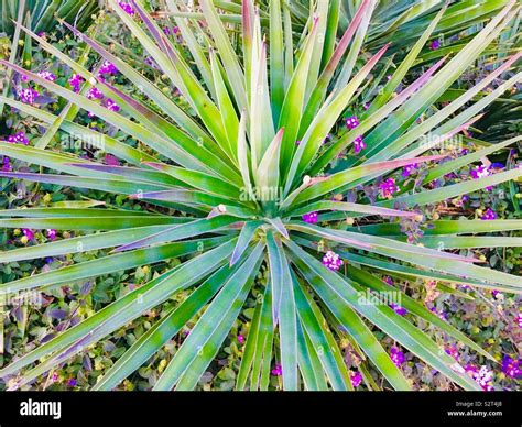 Purple flowers spiky leaves hi-res stock photography and images - Alamy