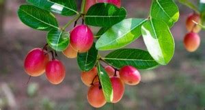 EliteGreen Karonda Plant Price in India - Buy EliteGreen Karonda Plant ...