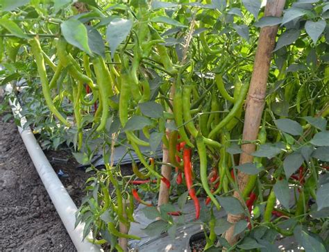 F1 - SSB 351 Chilli Seed by Safal Seeds | High Yield & Robust Flavor
