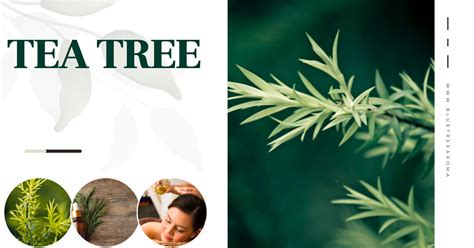 The Enchanting Tale of the Ancient Egyptian Tea Tree – Blue Tree Aroma