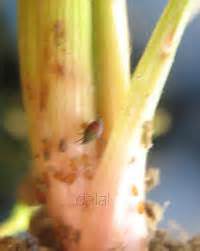 TNAU Agritech Portal :: Crop Protection