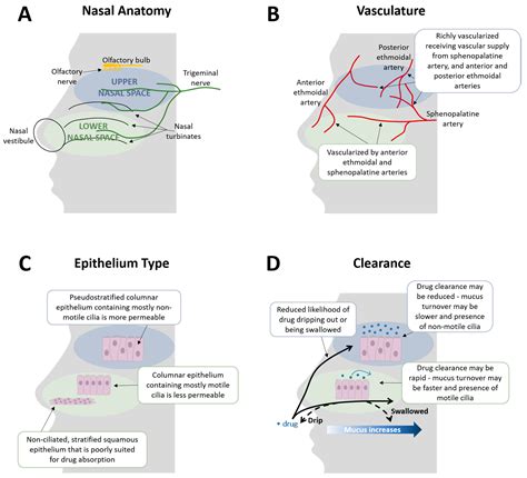 Nasal Delivery of Acute Medications for Migraine: The Upper Versus ...