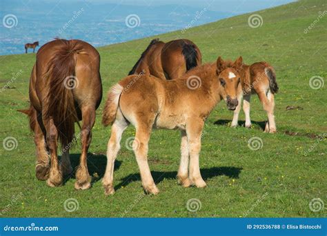 Wild Horses in the Park of Mount Subasio in Umbria Italy Stock Photo ...