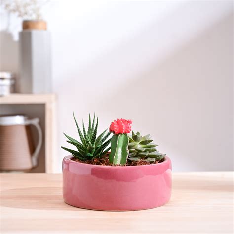 Lilac Stories Flat Ceramic Planter – Ugaoo