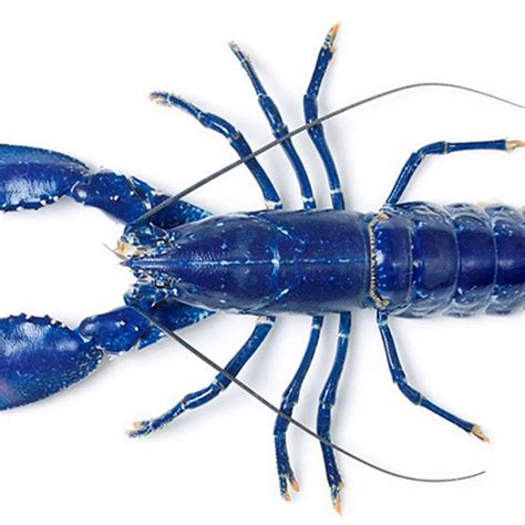 Lobster And Pregnant