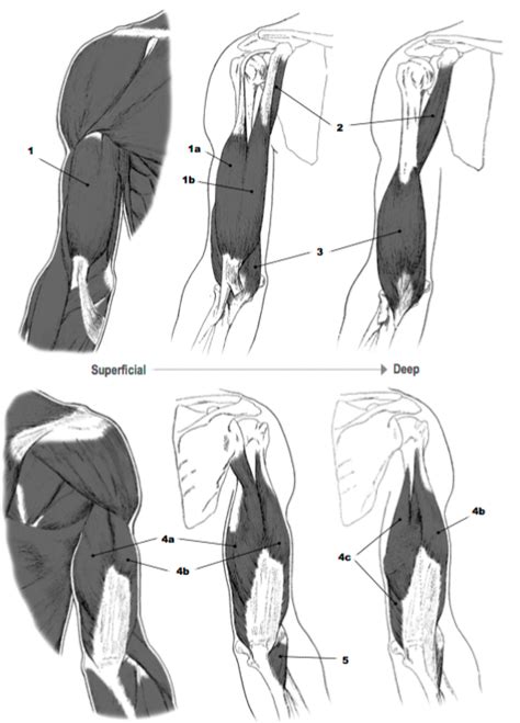 arm muscle diagram Diagram | Quizlet