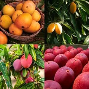 ibains Sweet Grafted Alphonso + Red Miyazaki Mango Plants Combo Pack ...