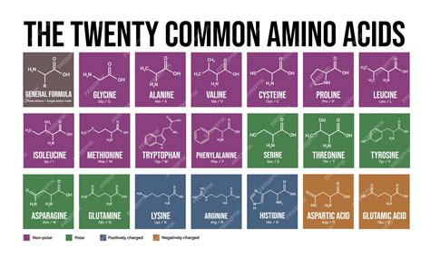 The twenty common amino acids skeletal formulas and classification ...
