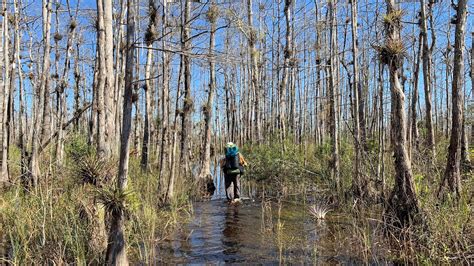 Big Cypress Swamp – Florida Hikes