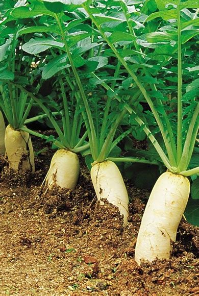 长在地里的白萝卜图片长在地里的胡萝卜图片2022已更新今日图集