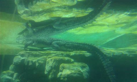 Crocosaurus Cove, darwin, Australia - Top Attractions, Things to Do ...