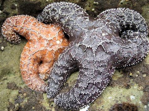 Marine Reserves News: The Stars Are Back