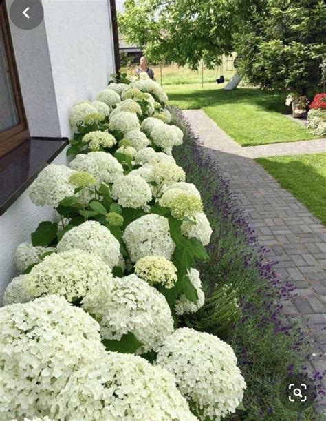 zone 7 landscaping ideas