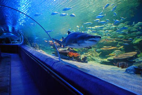 Greater Cleveland Aquarium, cleveland, United States Of America - Top ...