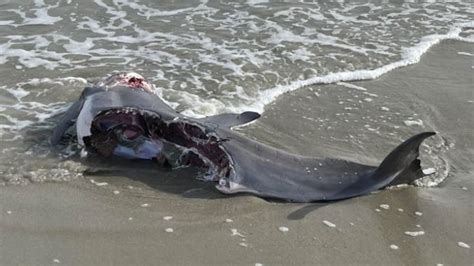 Horror pics show aftermath of shark attack on dolphin nearly ripped in HALF as corpse washes up ...