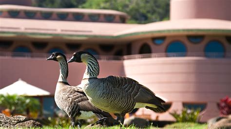 Maui Golf Review – King Kamehameha