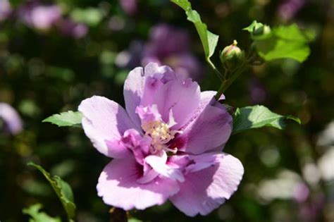 槿の読み方と意味【木槿の花言葉】槿花一日の栄って何？