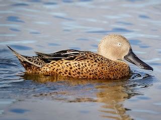 Red Shoveler - eBird