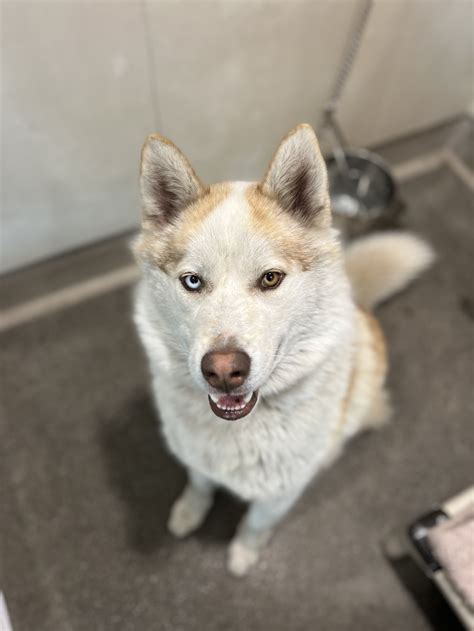 Adoptable Dogs — Friends of Berkeley Animal Care Services (FoBACS)