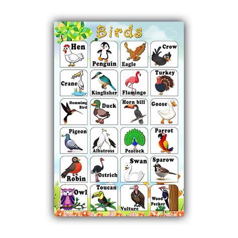 pnf Birds Charts Educational Poster muiticolour 12x18 Rolled Paper 003 ...
