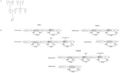 Challenging Molecular Diagnosis of Congenital Adrenal Hyperplasia (CAH ...