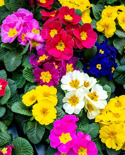 30 Best Shade Flowers That Are Easy to Grow