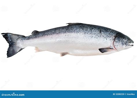 Alaskan King Salmon stock photo. Image of seafood, alaskan - 3308220