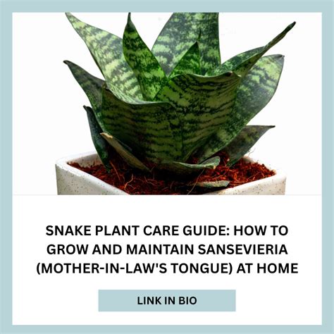Snake Plant Care Guide: Easy Tips for Growing Sansevieria – Plant Orbit