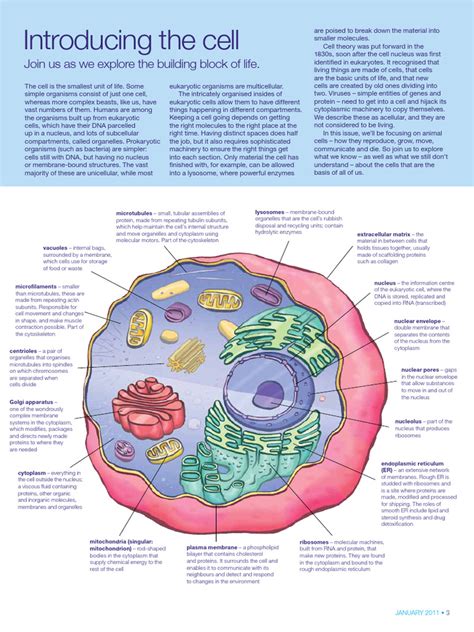 Cell Structure | PDF | Cell (Biology) | Cell Nucleus