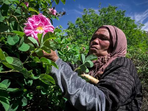 Pandemic impact - Hard but sweet-smelling slog in Morocco's Valley of ...