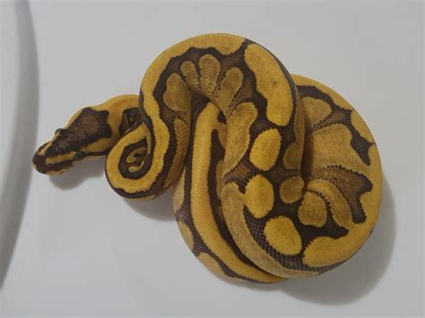 Image result for Enchi Royal Python