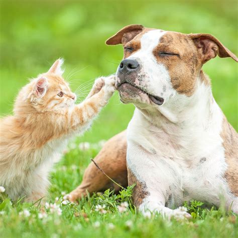 Our Team - Hemlock Bluffs Animal Hospital in Holly Springs – Meet Our ...