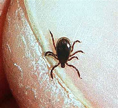 NY State: Half of adult ticks carry Lyme disease; Hudson Valley hardest-hit - syracuse.com