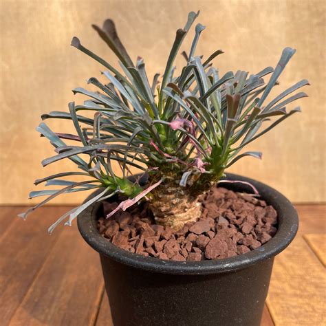 Euphorbia multifolia【ユーフォルビア・ムルチフォリア】 | RIMO'S GREEN 【Saboten & Succulent】