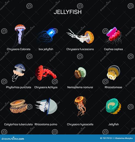 Jellyfish Vector Set in Flat Style Design. Different Kind of Underwater ...