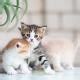 Kitten Development Stages and Kitten Age Chart | PetMD