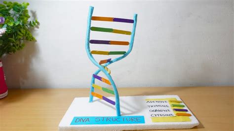 Image result for DNA Model Making