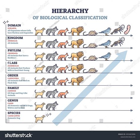 Genus Classification