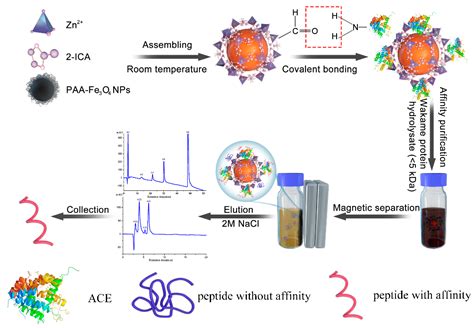 Affinity Purification of Angiotensin Converting Enzyme Inhibitory ...