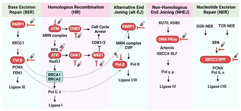 Targeting the DNA Damage Response for Cancer Therapy