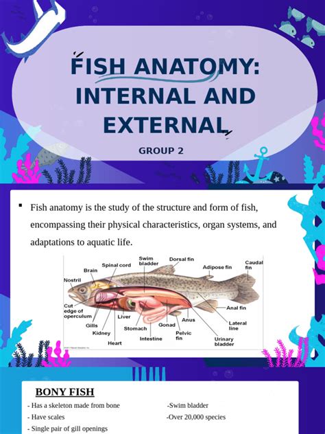 FISH ANATOMY | PDF | Fish | Human Body