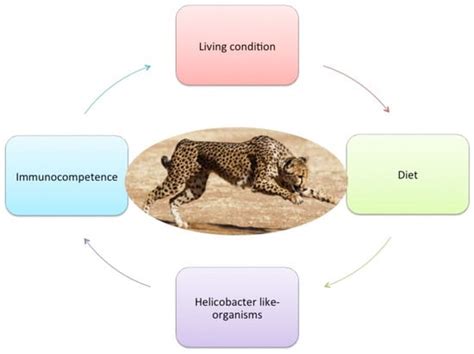 Chronic Stress-Related Gastroenteric Pathology in Cheetah: Relation ...