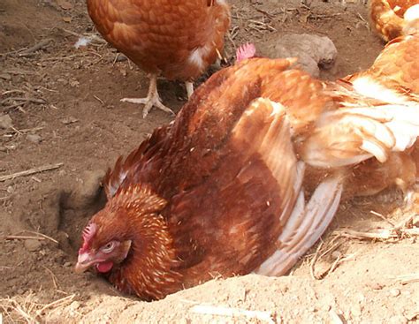 PCB auf Freilaufflächen: Betrieb wieder gesperrt | agrarheute.com