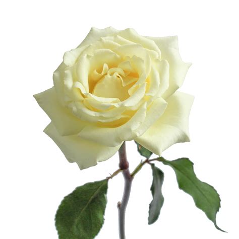 White Garden Roses, 36 Stems | BJ's Wholesale Club