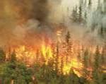 Major Areas :: Disaster Management :: Forest Fire