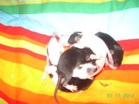 Süße rattenbabys in Görlitz | Tiere | Kleinanzeigen