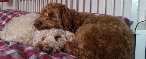 Image result for Cockapoo Chocolate Brown