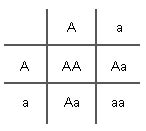 Punnett squares: tools to predict possible genotypes of offspring UPSC