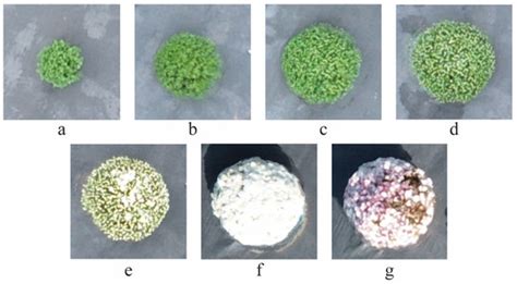 Classification of Garden Chrysanthemum Flowering Period Using Digital ...