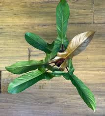 Philodendron Florida Bronze Well Rooted Plant in Jiffy Bag – pazhassigarden
